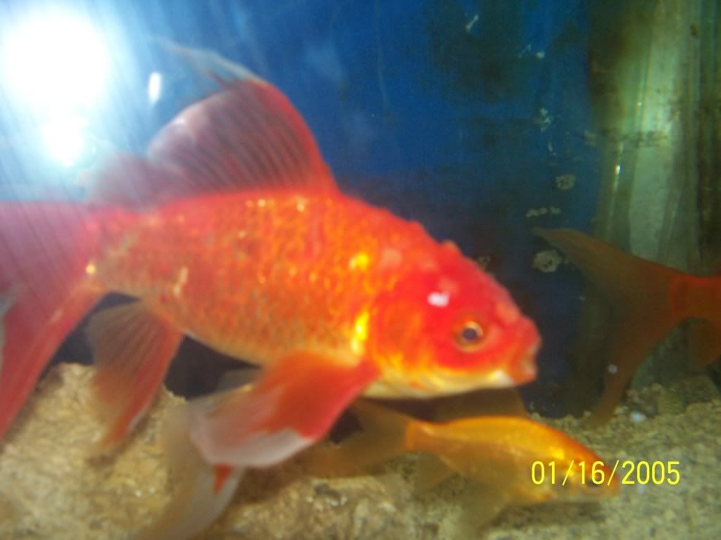 This koi has a transparent white spot on top of his head. What is it?