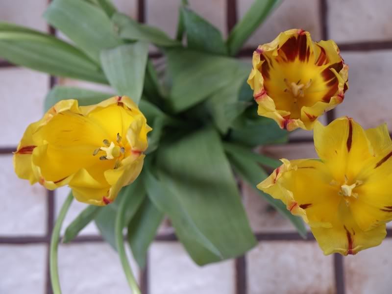 tulips7