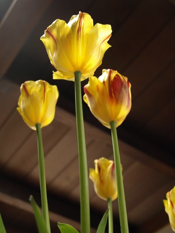 tulips4