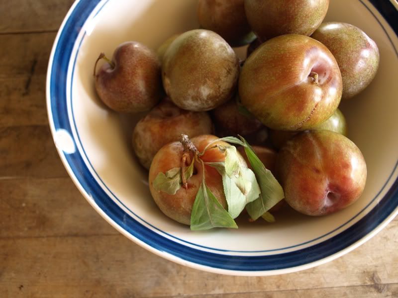 bowl of red plums