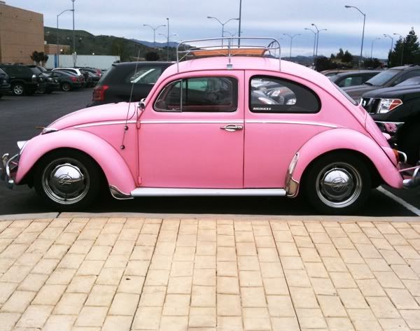 pink bug 2