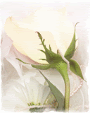 mordon rose photo: lovely rose th78bf1179bb20aea1662bd9751363dc37.gif