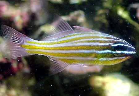 Yellow Striped Fish