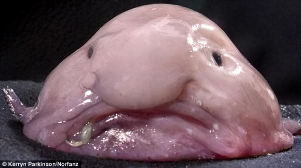 blobfish_600x353.jpg