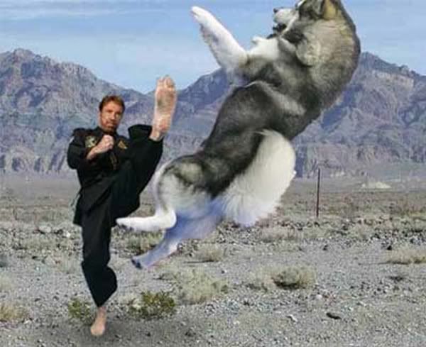 chuck_norris_dog1.jpg