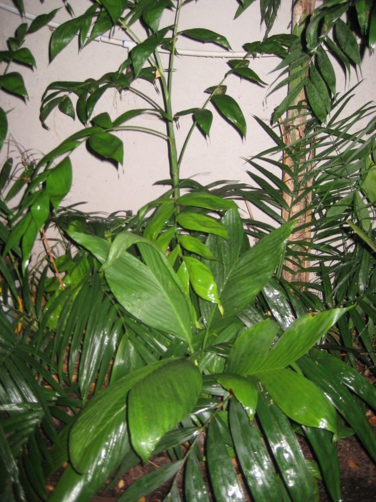 November2009palms007.jpg