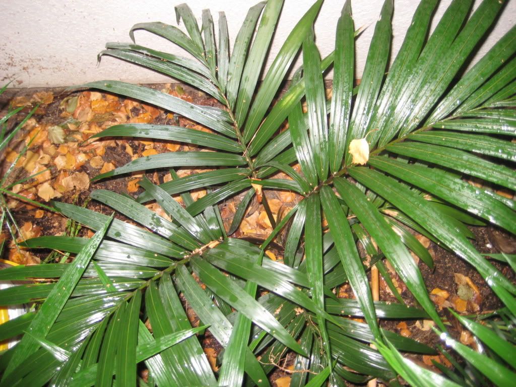 November2009palms018.jpg