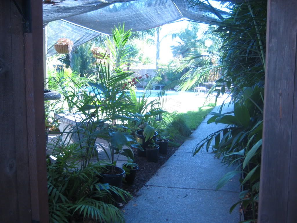 November2009palms029.jpg