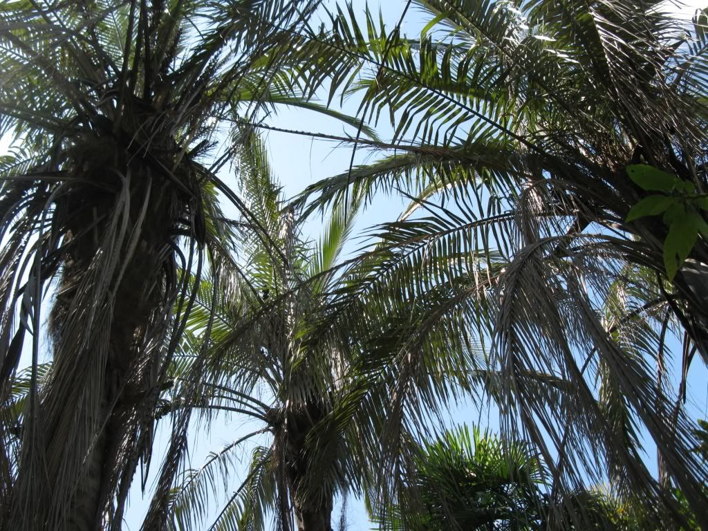 ParajubaeasSummer2011040.jpg