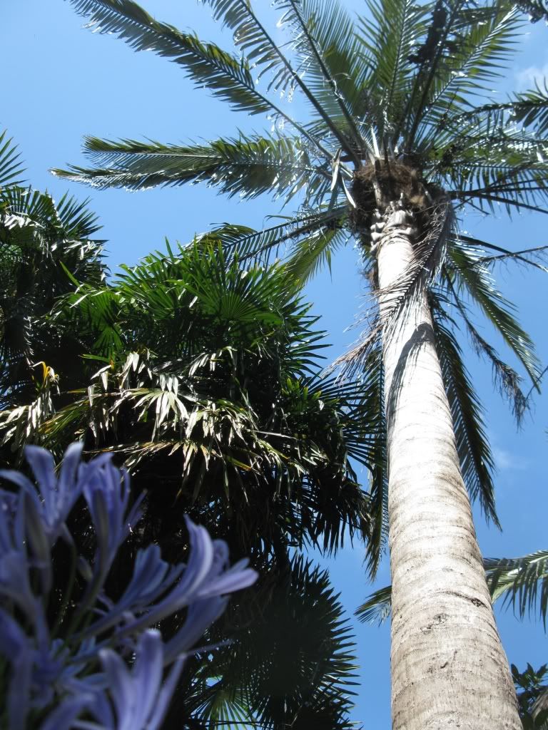 ParajubaeasSummer2011044.jpg