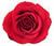 red rose Pictures, Images and Photos