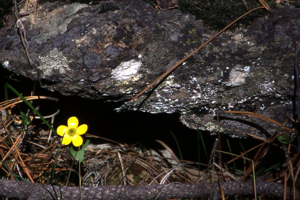 The Lonely Buttercup Pictures, Images and Photos