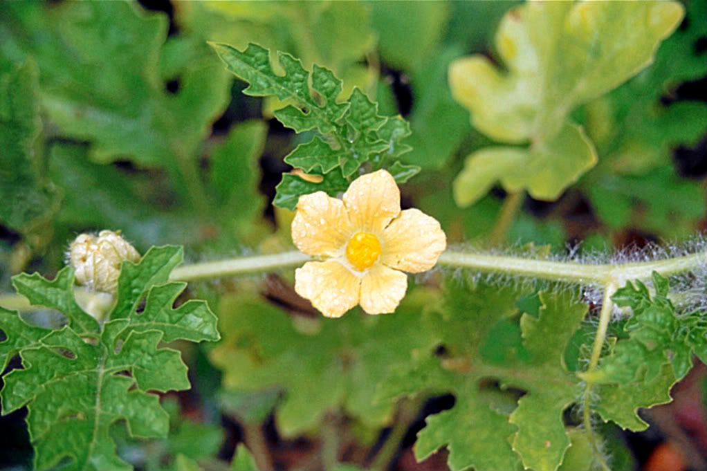 IMAGE: http://i657.photobucket.com/albums/uu298/Retarted_Geese/17-1.jpg