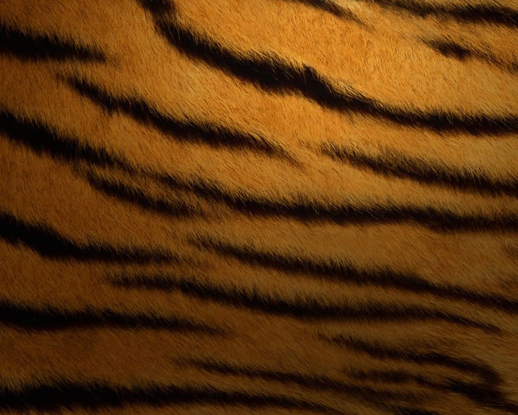 TIGER PRINT Photo by RichelleBrown4 Photobucket