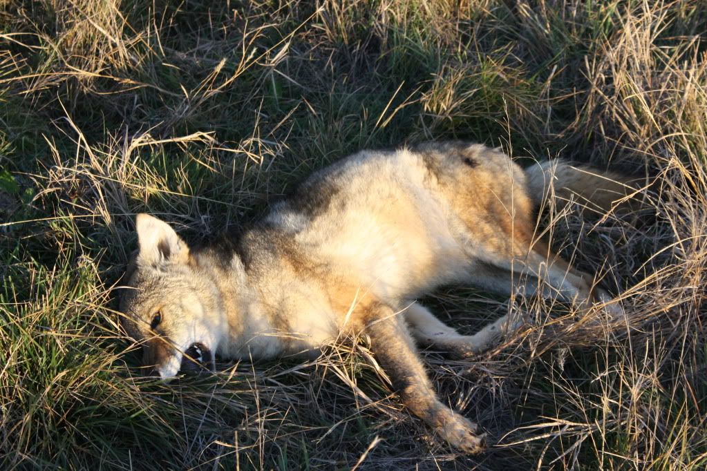 IMAGE: http://i657.photobucket.com/albums/uu299/SilverxCeli/Hunting/007.jpg