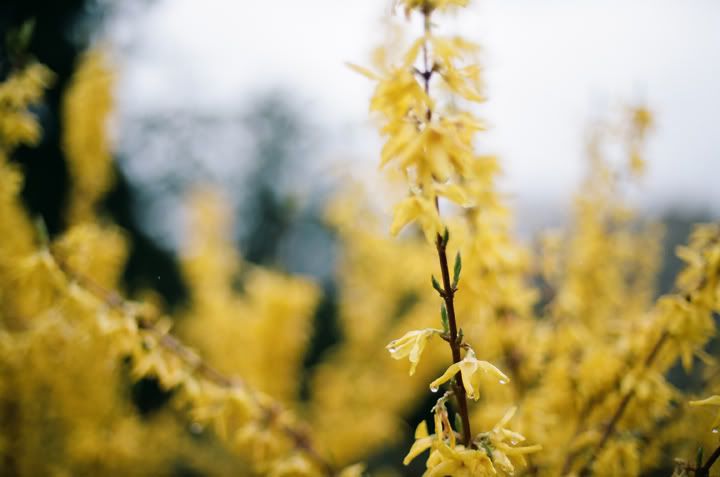 drizzle battersea park