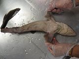 Dogfish+shark+dissection+lab