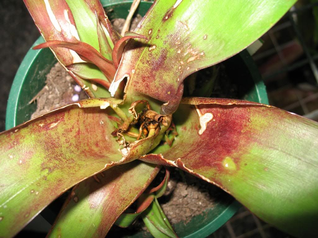 alcantarea imperialis frost