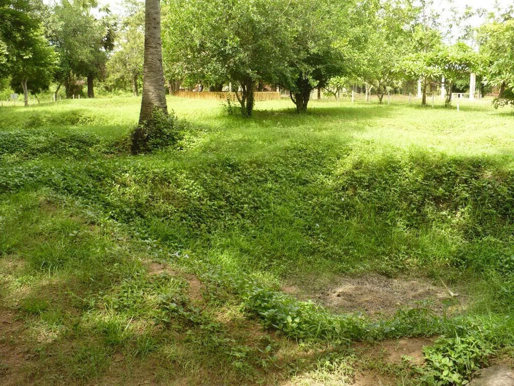 IMG261.jpg