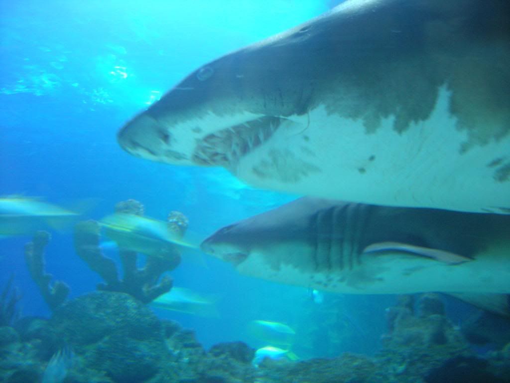 IMG464.jpg